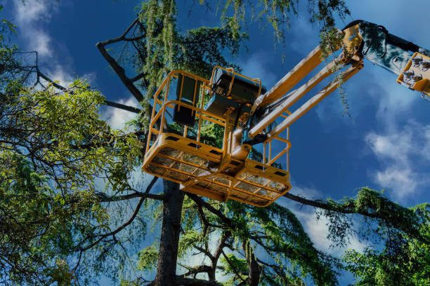 Best Tree Maintenance Programs  in Colfax, CA